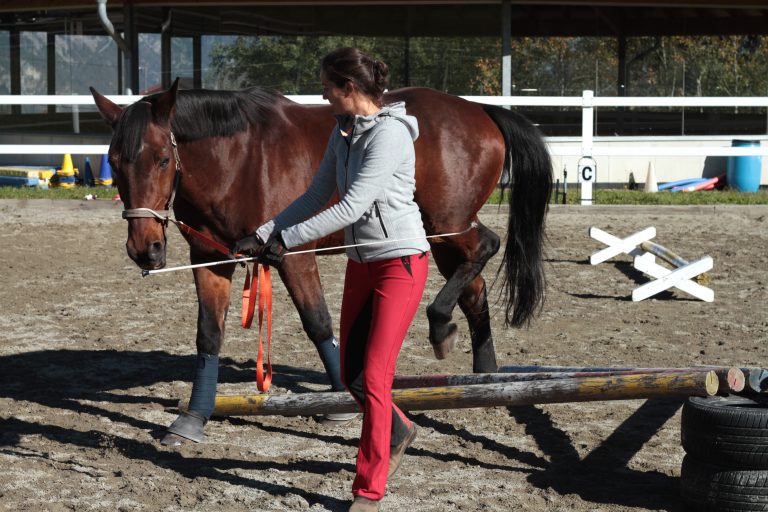 Tellington TTouch Bodenarbeit