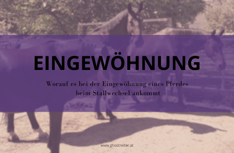 Pferd Eingewöhnung Stallwechsel