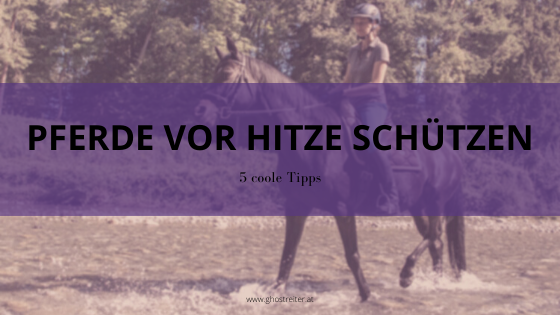 Pferd Hitze Bewegen