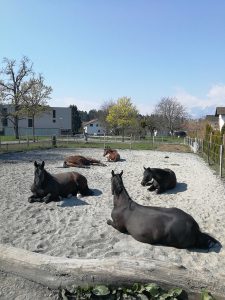 Pferd Klebt Nach Stallwechsel