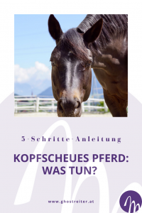 Kopfscheues Pferd