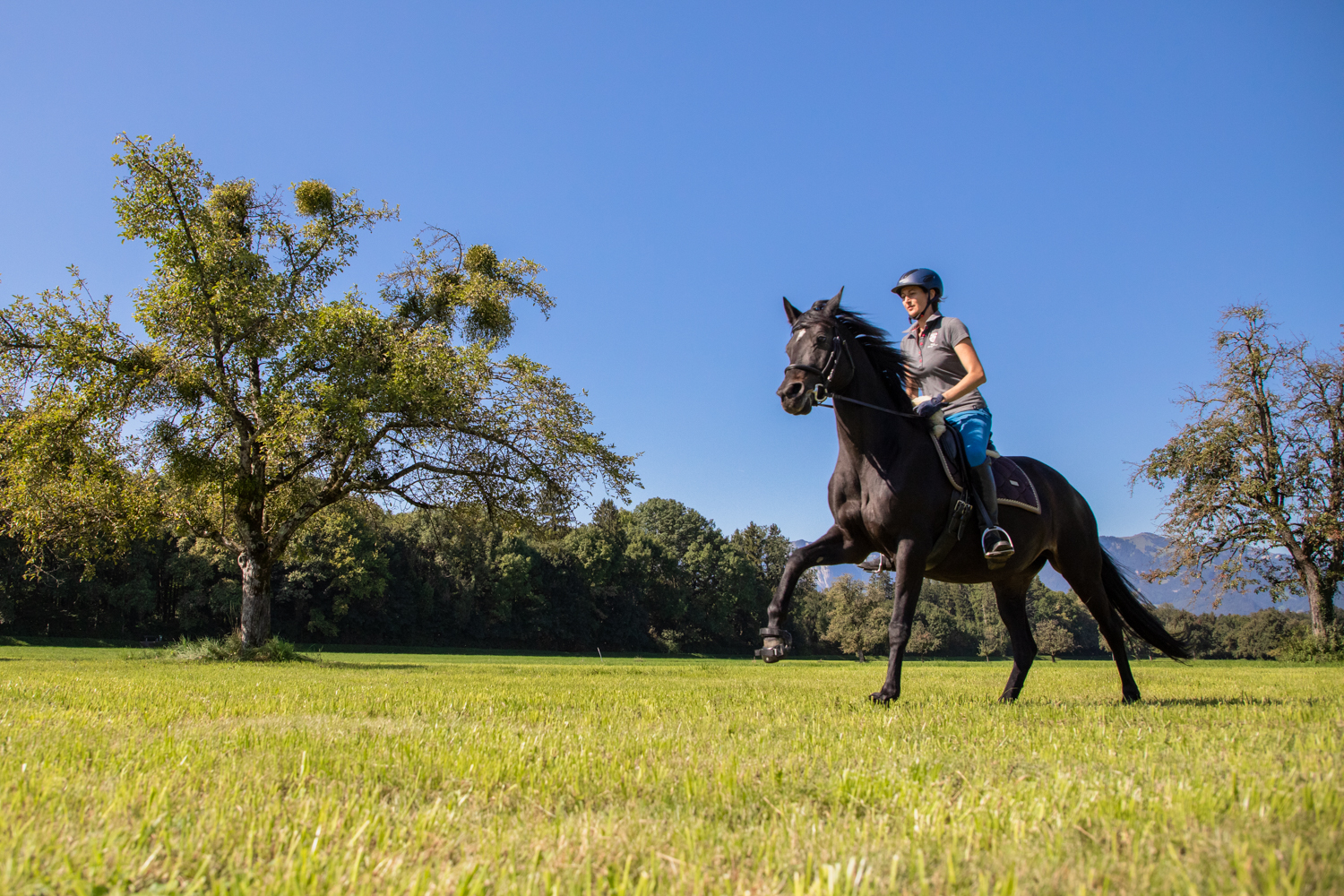 Relaxed Horse Change