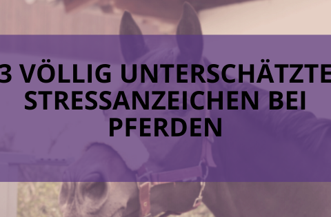 Stressanzeichen bei Pferden